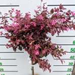 Loropetalum čínske (Loropetalum Chinense) ´BLACK PEARL´ - výška 70-90 cm, kont. C7L - NA KMIENKU